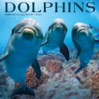 Dolphins 2023 Wall Calendar By Willow Creek Press Cover Image