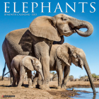 Elephants 2023 Wall Calendar By Willow Creek Press Cover Image