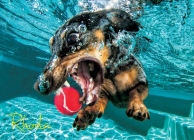 Underwater Dogs: Rhoda 1000-Piece Puzzle By Seth Casteel (Created by) Cover Image